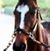 Barbara Nicholson Carrubba's profile image