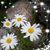 Darlene Peterson's profile image