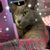 Patricia Ann White's profile image