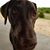 Sonya Carlton's profile image