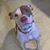 Sandra Bukar Shefts's profile image
