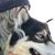 Marcie Sandlin McQuillan's profile image