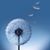Aneli Camacho's profile image