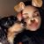 Shyann Paige Poyadou's profile image