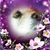 Toni Ferrara's profile image