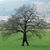 Sandi Randleman's profile image