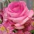 Coralee Scheeringa Parrish's profile image