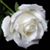 Lupita Aldom's profile image