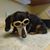 Janet Blundell Sasso's profile image