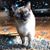 Mariela Schweers's profile image