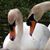 Robert Swan's profile image