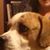 Buddy Isrustyzdog's profile image