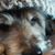 Lorraine Bettencourt's profile image