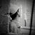 Amr Khaled's profile image