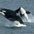 Diane Bair Vatter's profile image