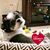 Cynthia Osgood Panka's profile image