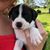 Melanie-Joy Hayes Dorn's profile image