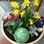 Claudia Scipio-Williams's profile image