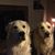 Jennifer L Tomilin's profile image