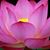 Carolyn Patterson-Mccullough's profile image