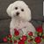 Sue Thomas Entrekin's profile image