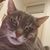 Nikki Walz Shinnick's profile image
