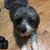 Russell Nicolini's profile image