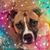 Shannan Russell Clarkin's profile image