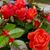Dotty Winkler's profile image