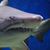 Charles Loeak's profile image