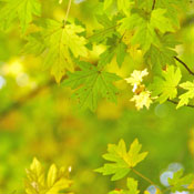 Buttercup L.'s profile image