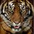 Dago P. Davila's profile image