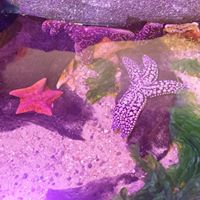 Lauren Ray Anderson's profile image