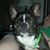 Rachel Harris's profile image