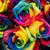 Anna MacCheyne's profile image