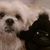 Beth Steele's profile image