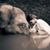 Toni Mahaffey's profile image