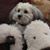 Sallie Kramer's profile image