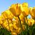 Joyce Lilly's profile image