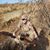 Crystal Chambers's profile image
