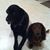 Tammy Robison Brumfield's profile image