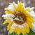Theresa Aschbacher's profile image