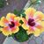 Susan Smiley Willshaw's profile image