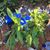 Susan Pamela Cooper Brady's profile image