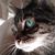 Virginia Lewis's profile image