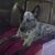 Geno Heagy-Whetstone's profile image