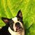 Joyce Wilkins's profile image