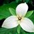 Tammy Triplett's profile image