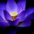 Lotus Blossom's profile image