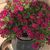 Linda Dever Duffy's profile image